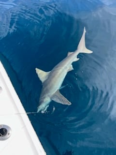 Bull Shark Fishing in Destin, Florida