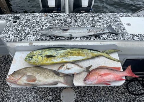 Grunt, Mahi Mahi / Dorado, Red Grouper, Red Snapper Fishing in Riviera Beach, Florida