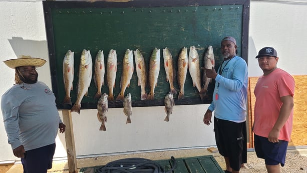 Black Drum, Redfish fishing in Port O&#039;Connor, Texas