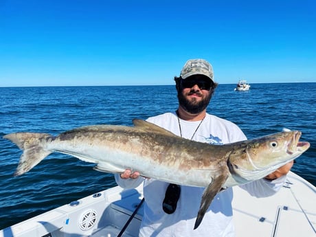 Cobia fishing in Tavernier, Florida