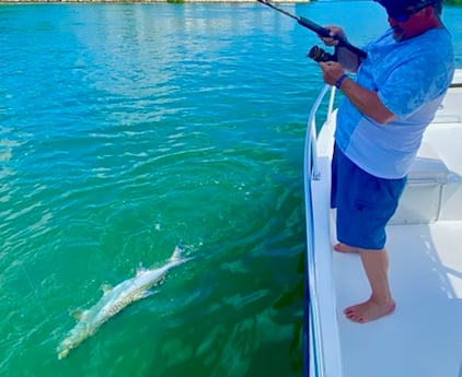 Tarpon Fishing in Key West, Florida