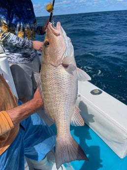 Mangrove Snapper Fishing in Clearwater, Florida