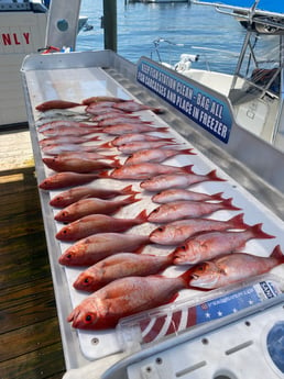 Vermillion Snapper fishing in Destin, Florida