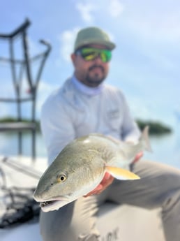 Redfish Fishing in Islamorada, Florida