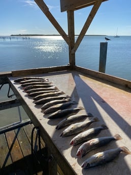 Redfish, Speckled Trout Fishing in Ingleside, Texas