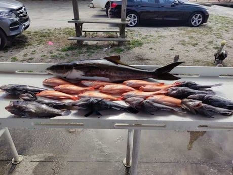 Black Seabass, Cobia, Vermillion Snapper Fishing in Jacksonville, Florida