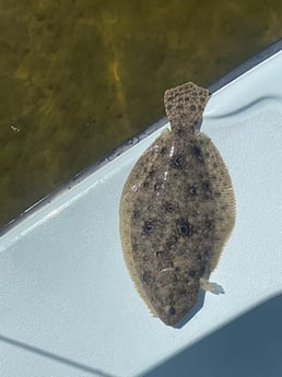 Flounder Fishing in St. Petersburg, Florida