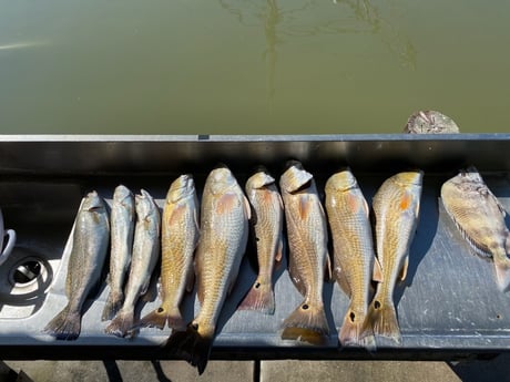 Redfish, Sheepshead, Speckled Trout / Spotted Seatrout fishing in Galveston, Texas