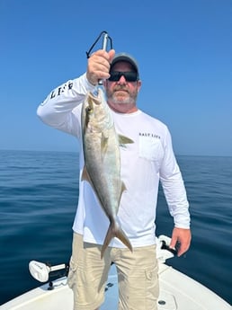 Almaco Jack Fishing in Panama City, Florida