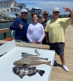 Black Drum, Redfish fishing in Beaufort, North Carolina