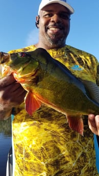 Peacock Bass Fishing in Fort Lauderdale, Florida