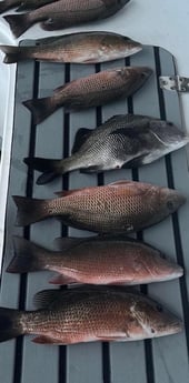 Grunt, Mangrove Snapper Fishing in Islamorada, Florida