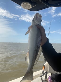 Sheepshead, Speckled Trout / Spotted Seatrout fishing in Venice, Louisiana