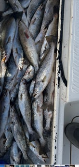 Fishing in Boothville-Venice, Louisiana