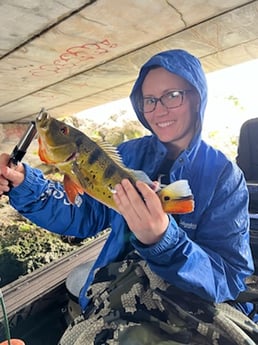 Peacock Bass fishing in Fort Lauderdale, Florida