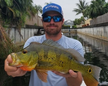 Peacock Bass fishing in Delray Beach, Florida