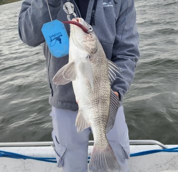 Black Drum Fishing in Galveston, Texas