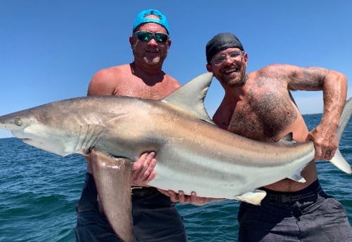 Blacktip Shark Fishing in Tampa, Florida