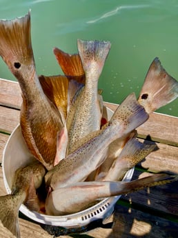 Redfish, Speckled Trout Fishing in South Padre Island, Texas