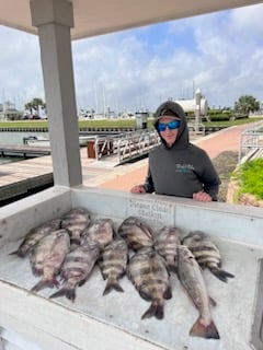 Sheepshead, Speckled Trout Fishing in Galveston, Texas