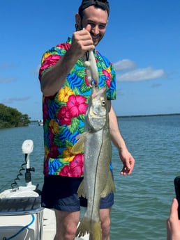 Snook Fishing in Key Largo, Florida