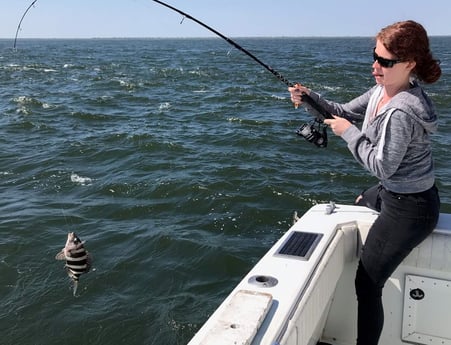 Sheepshead fishing in Galveston, Texas