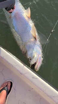 Tarpon fishing in Port O&#039;Connor, Texas, USA