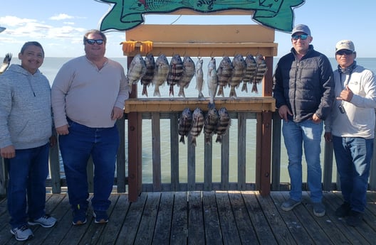 Sheepshead fishing in Port Isabel, Texas