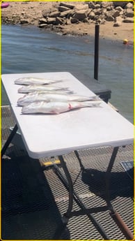 Striped Bass fishing in Burnet, Texas