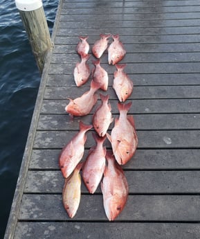 Lane Snapper, Redfish fishing in Pensacola, Florida