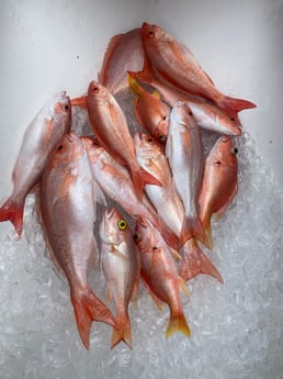 Vermillion Snapper Fishing in Key West, Florida