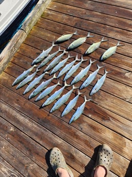 Spanish Mackerel Fishing in Pensacola, Florida