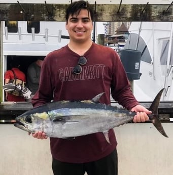 Blackfin Tuna fishing in Destin, Florida