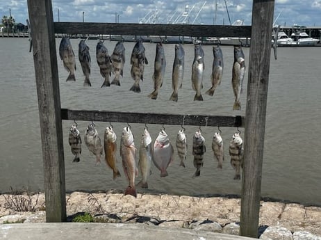 Black Drum, Flounder, Redfish, Speckled Trout Fishing in Palacios, Texas