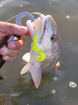 Redfish Fishing in Rio Hondo, Texas