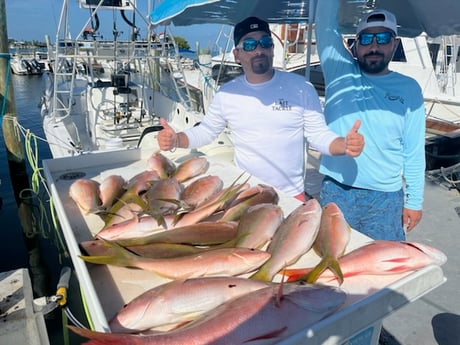 Yellowtail Snapper fishing in Islamorada, Florida