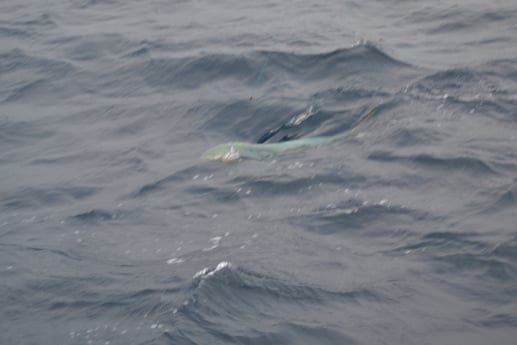 Mahi Mahi / Dorado fishing in Galveston, Texas