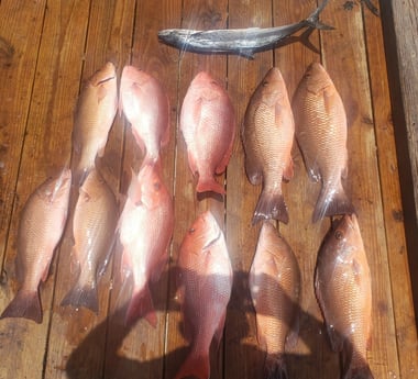 Mangrove Snapper, Red Snapper, Spanish Mackerel fishing in Pensacola, Florida