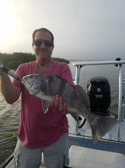 Black Drum fishing in New Smyrna Beach, Florida