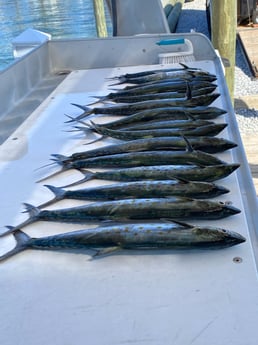 Spanish Mackerel fishing in Destin, Florida