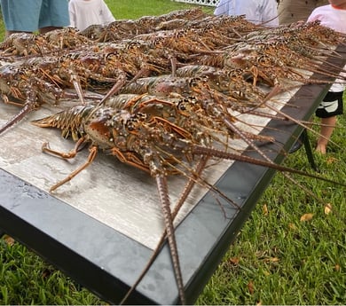 Lobster Fishing in Tampa, Florida