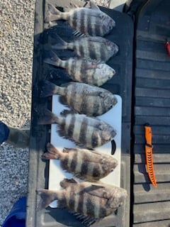 Sheepshead Fishing in Gulf Shores, Alabama