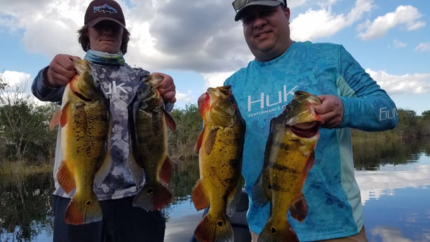 Peacock Bass fishing in Fort Lauderdale, Florida