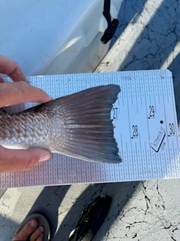 Redfish fishing in Corpus Christi, Texas