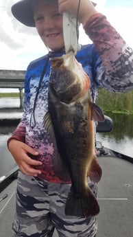 Peacock Bass fishing in Fort Lauderdale, Florida