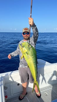 Mahi Mahi Fishing in Key Largo, Florida