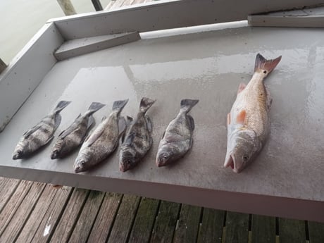 Black Drum, Redfish Fishing in Houston, Texas