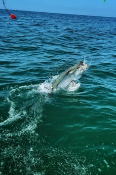 Tarpon Fishing in St. Petersburg, Florida