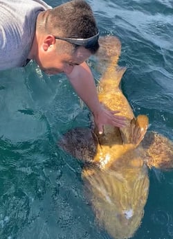 Goliath Grouper fishing in Destin, Florida