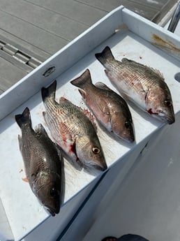 Fishing in Port Orange, Florida